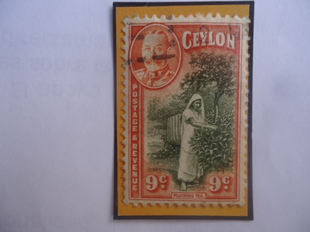 Plucking Tea- Ceylon- Ceilán - Recolección de la Hoja del Te- King George V- Sello de 9 Ctvs. Ceilan