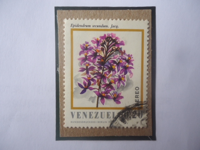 Epidendrum Secundum. Jacq.-Flora de Venezuela.