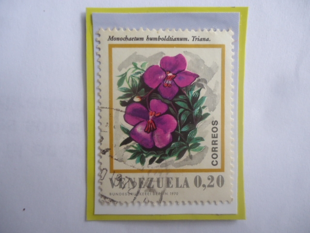 Monochaetum humboldtianum .Triana - Serie: Flores de venezuela.