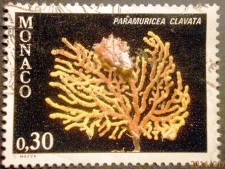 Corales. Paramuricea clavata