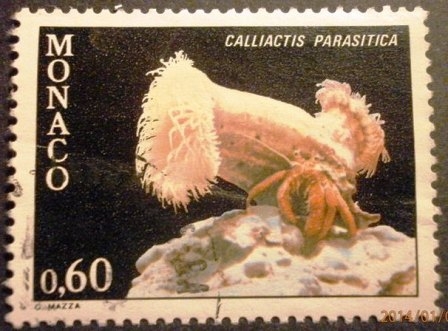 Corales. Calliactis parasitica
