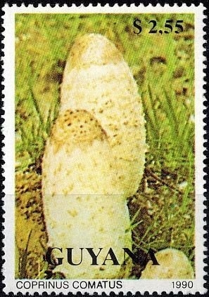 Hongos (1990), Shaggy Ink Cap (Coprinus comatus)