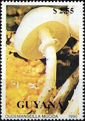 Hongos (1990), Hongos de porcelana (Oudemansiella mucida)