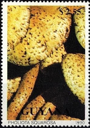 Hongos (1990), Pholiota squarrosa