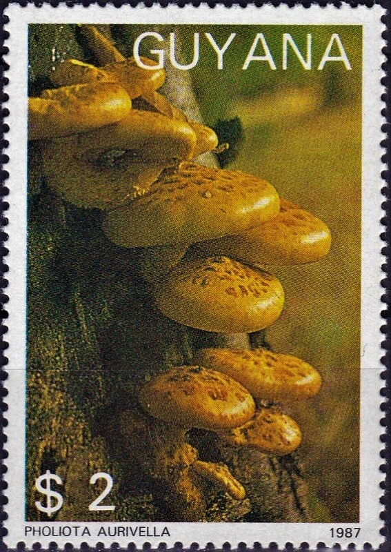 Hongos (1988), Pholiota aurivella