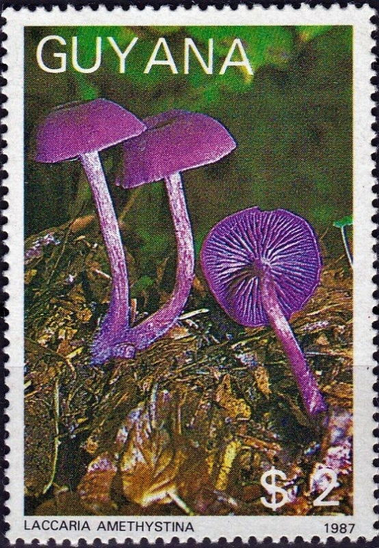 Hongos (1988), Engañador amatista (Laccaria amethystina)