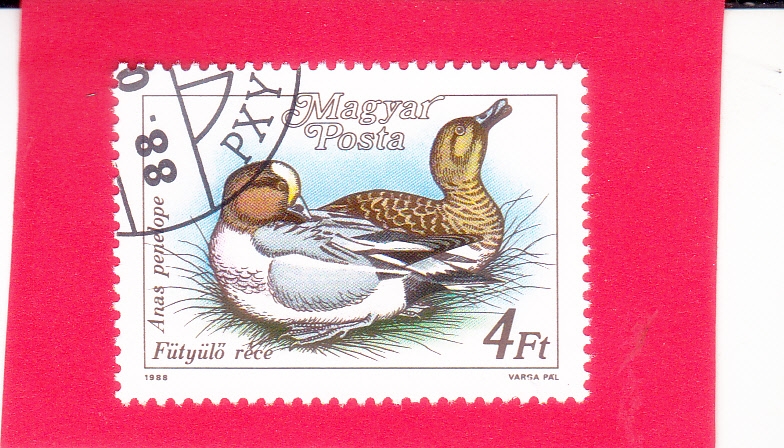 Wigeon euroasiático (Anas penélope)