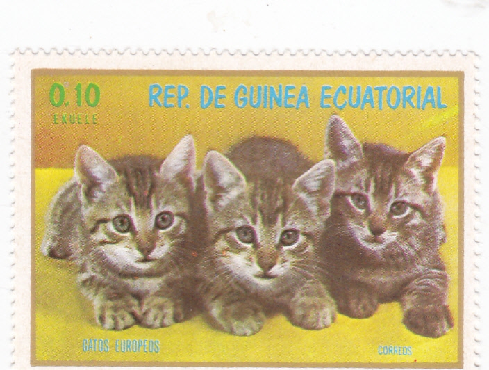 GATOS EUROPEOS