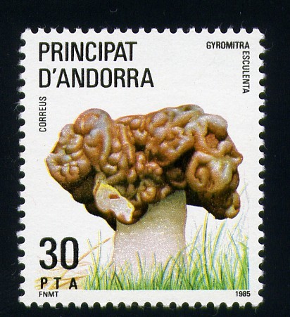 Gyromitra Esculenta