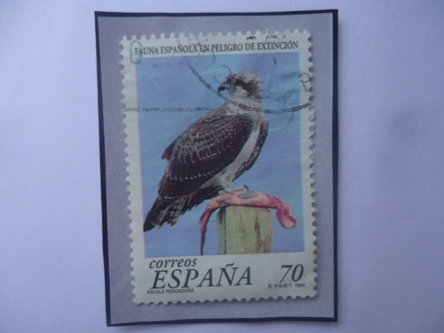 Ed:Es 3615- Águila Pescadora (Pandion haliaetus)-Fauna española en peligro de extinción.