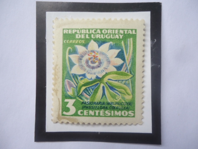 Pasionaria- (Mburucuya)- Flior de la Pasión (Passiflora coerulea)