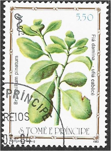 Plantas medicinales 2007, hoja milagrosa (Bryophyllum pinnatum)