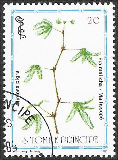 Plantas medicinales 2007, árbol sensible gigante (Mimosa pigra)
