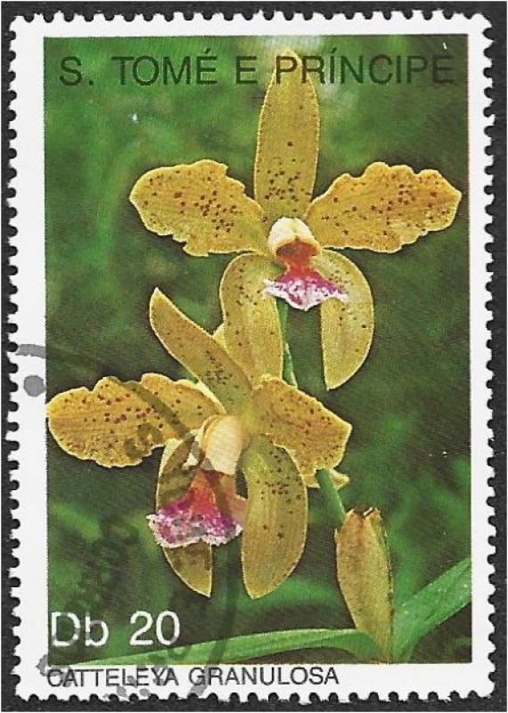 Orquídeas 1989, Cattleya granulosa