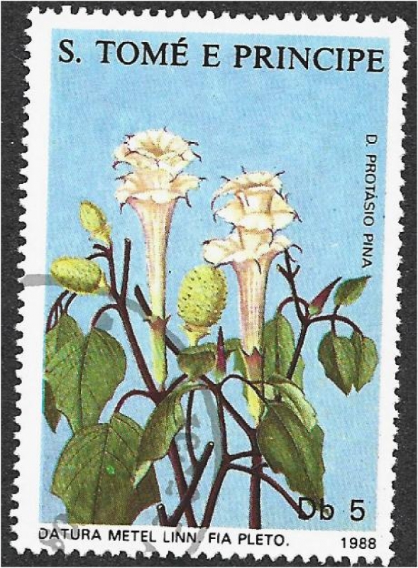 Plantas medicinales 2007, Datura metel