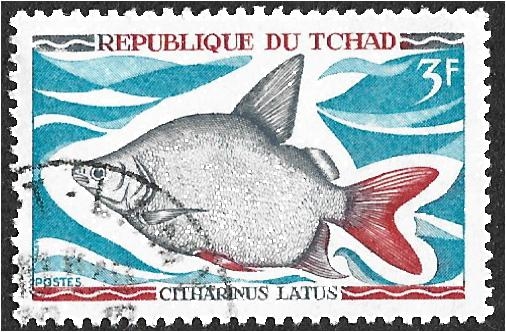Peces nativos de agua dulce, Moonfish (Citharinus latus)