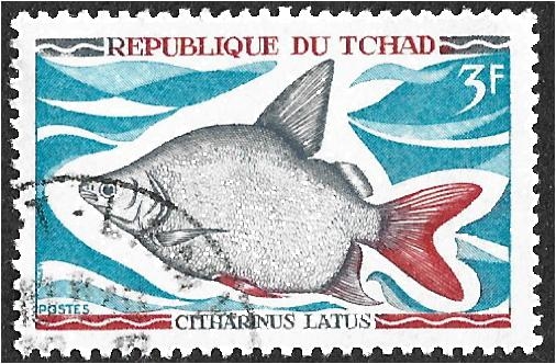Peces nativos de agua dulce, Moonfish (Citharinus latus)