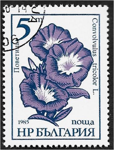 Flores de jardín, enredadera - Convolvulus tricolor
