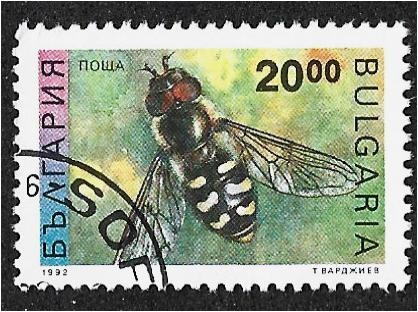 Insectos, Pied Hoverfly (Scaeva pyrastri)