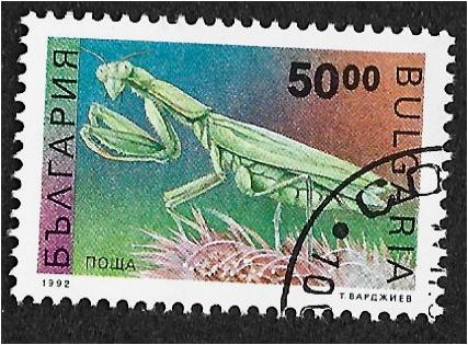 Insectos, Mantis europea (Mantis religiosa)