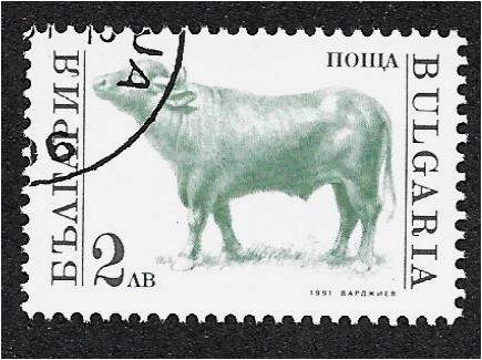 Animales domesticados, Toro (Bos primigenius taurus)