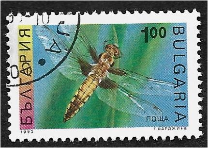 Insectos, cazadora de cuatro manchas (Libellula quadrimaculata)