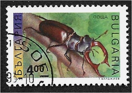 Insectos, Escarabajo ciervo (Lucanus cervus)