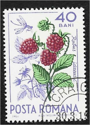Frutas del bosque, frambuesa (Rubus idaeus) y mosquito