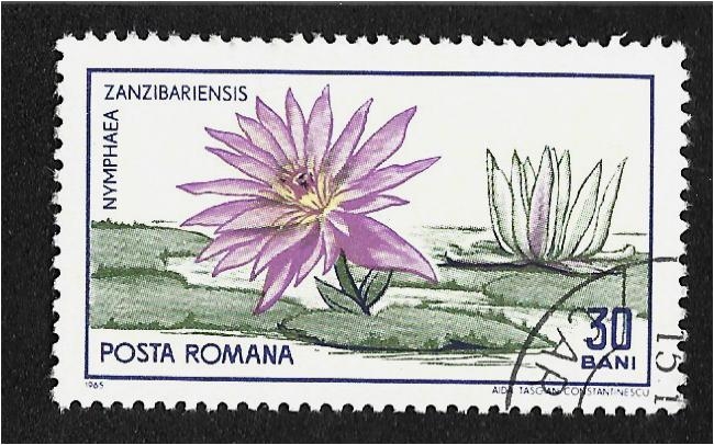 Jardín Botánico Cluj, nenúfar azul del Cabo (Nymphaea capensis)