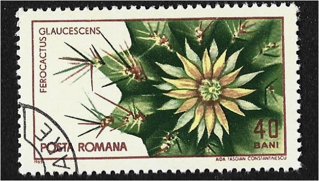 Jardín Botánico Cluj, Ferocactus (Ferocactus glaucescens)