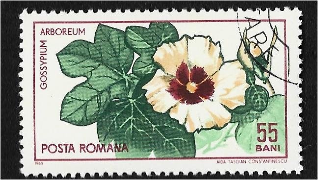 Jardín Botánico Cluj, Planta de algodón (Gossypium spp.)