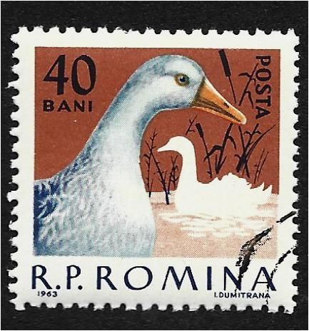 Aves de corral, pato (Anas platyrhynchos domestica)