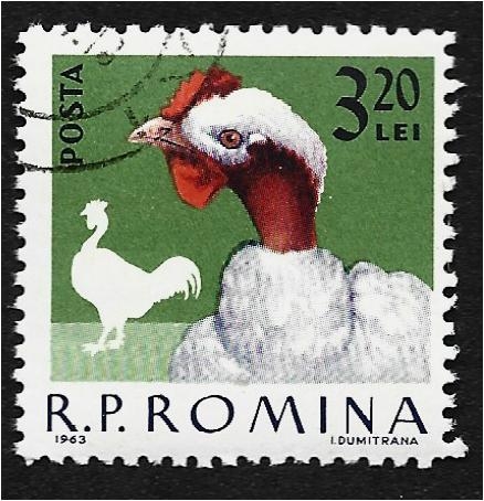Aves de corral domésticas, cuello desnudo de Transilvania (Gallus gallus domesticus)