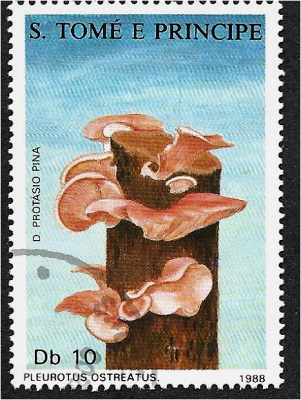 Hongos 1988, Pleurotus ostreatus