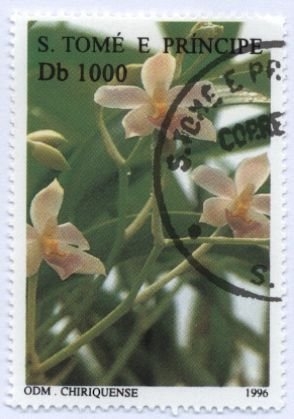 Plantas medicinales 1996, Odontoglossum chiriquense