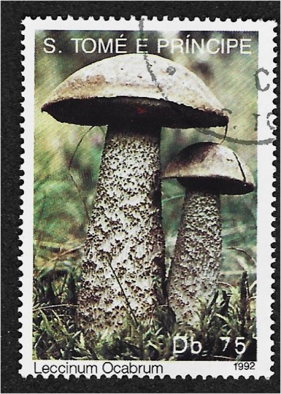 Hongos 1992, Leccinum scabrum