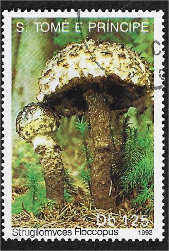 Hongos 1992, Strobilomyces Floccopus