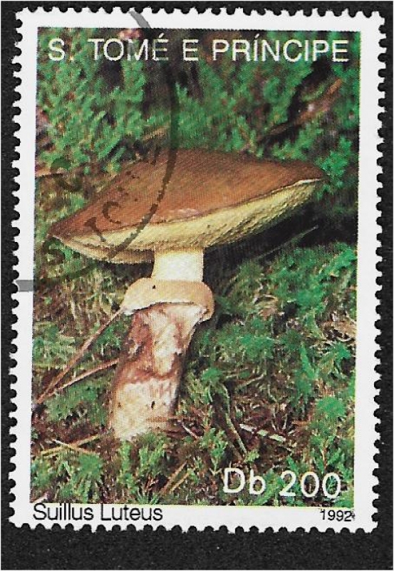 Hongos 1992, Suillus Luteus