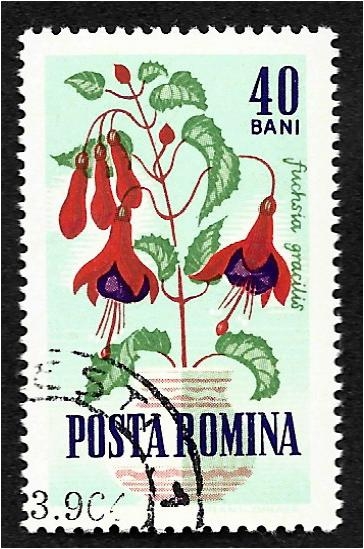 Flores de jardín, fucsia (Fuchsia gracilis)