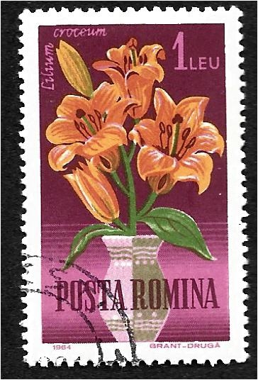 Flores de jardín, lirio naranja (Lilium croceum)