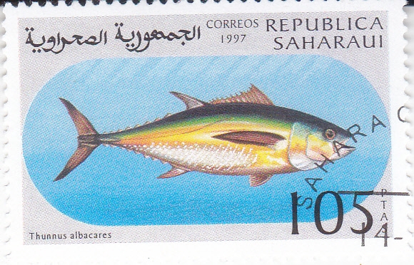 PEZ- Thunnus albacares