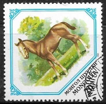 Animales - caballo