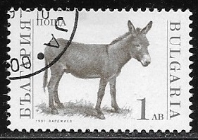 Animal domestico - burro