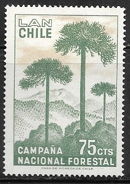 Campaña Nacional Forestal - Araucaria