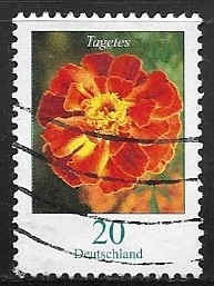 Flores - Tagetes