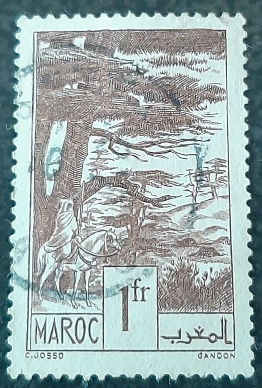 MARRUECOS FRANCÉS. 1939. Ifran, Bosques de cedro