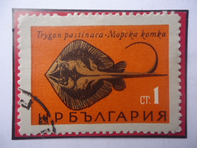 Trygon Pastinaka-Raya Látigo-Manta Raya (Dasyatis pastinaca)-Pez del Nabio-Sello 1Ct-stotinka, Bg