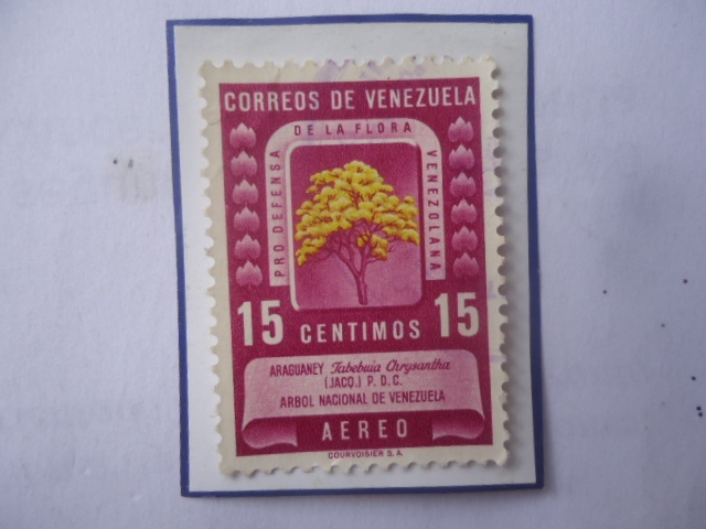 Araguaney (Tabebuia chrysantha)-Árbol Nacional venezolano-Pro defensa de la Flora Venezolana .