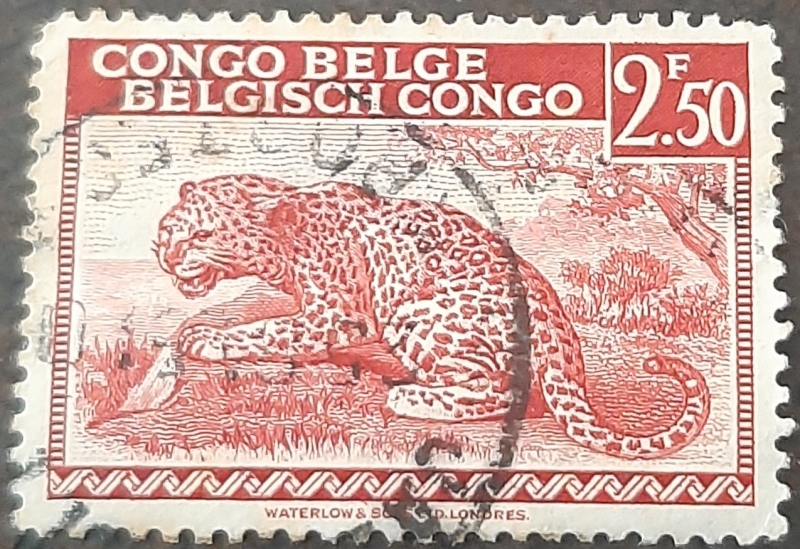 CONGO BELGA 1942 Leopardo