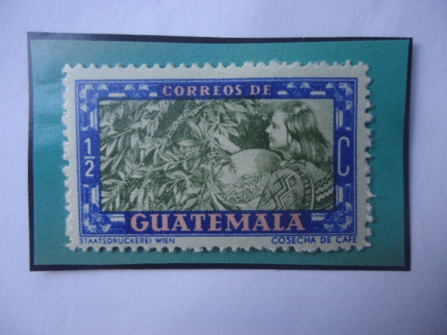 Recolectora de Café - Propaganda Turística- Sello de 1/2 Ctvs. Guatemaltecos. Año 1950